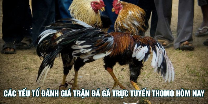 Các yếu tố đánh giá trận đá gà trực tuyến Thomo hôm nay
