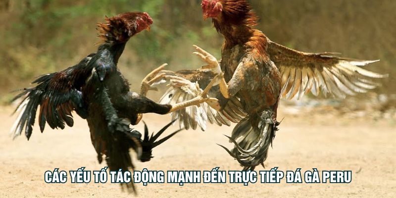 Các yếu tố tác động mạnh đến trực tiếp đá gà Peru