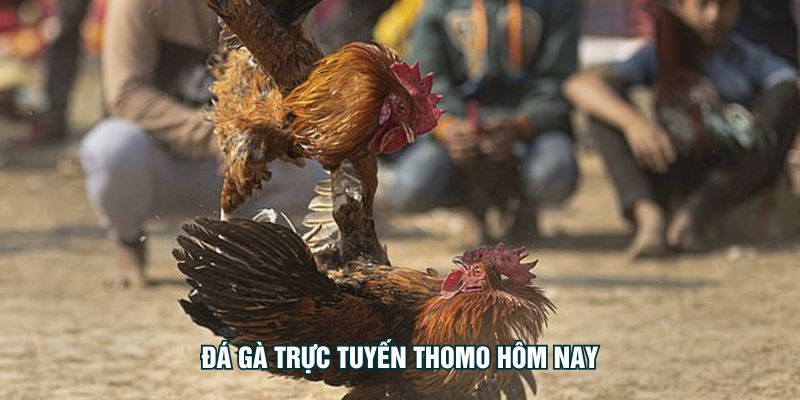 Đá Gà Trực Tuyến Thomo Hôm Nay