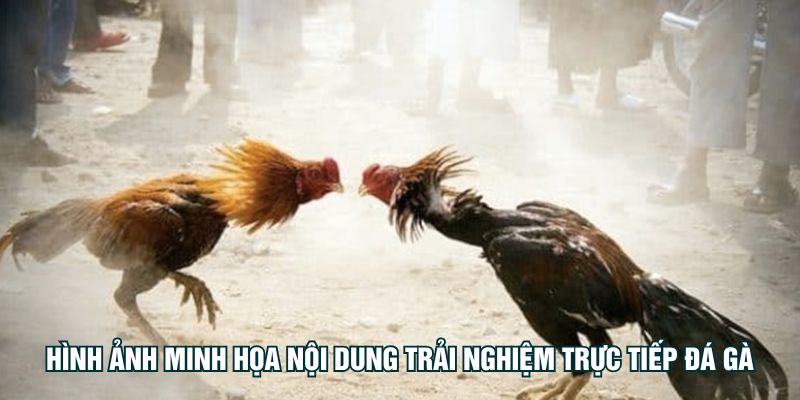 Hình ảnh minh họa nội dung trải nghiệm trực tiếp đá gà