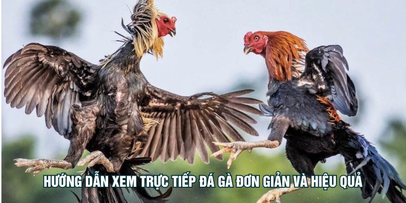 Hướng dẫn xem trực tiếp đá gà đơn giản và hiệu quả