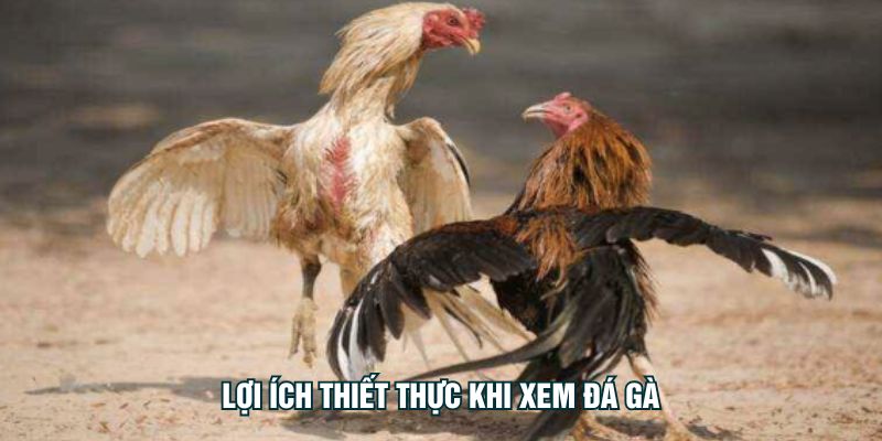 Lợi ích thiết thực khi xem đá gà