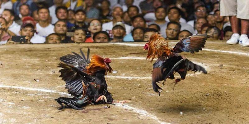 Số liệu thống kê lịch sử trận đấu