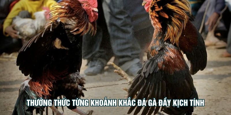 Thưởng thức từng khoảnh khắc đá gà đầy kịch tính