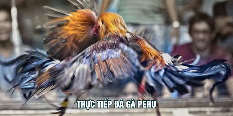 Trực Tiếp Đá Gà Peru